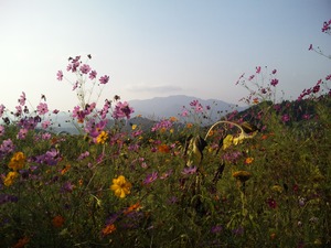 shiba flowers.JPG